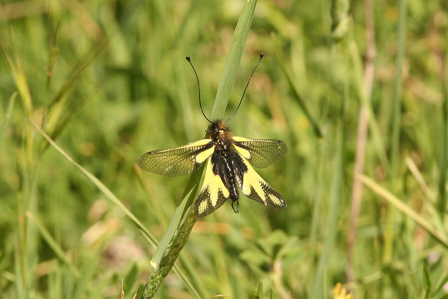Libelloides coccajus
